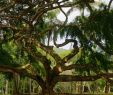 Jardin Botanique Kandy Frais 100 [ Peradeniya Botanical Gardens ]