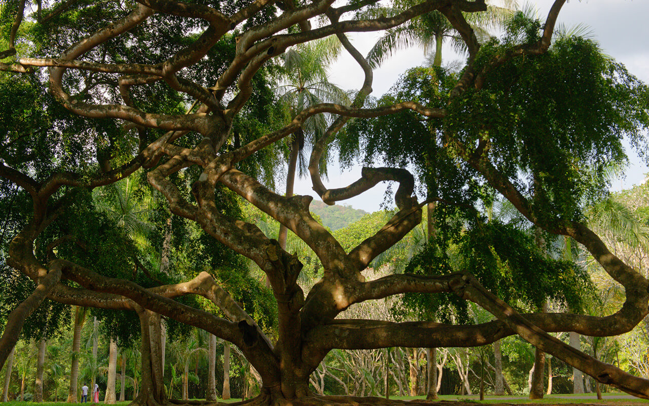 lesterlost travel sri lanka peradeniya botanical gardens thierry giant tree 1