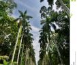 Jardin Botanique Kandy Frais 100 [ Peradeniya Botanical Gardens ]
