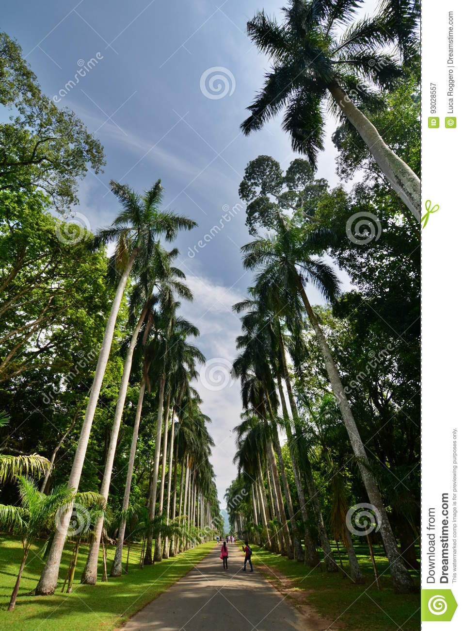 royal palm avenue royal botanical gardens peradeniya kandy sri lanka botanic located near city garden includes