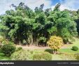 Jardin Botanique Kandy Frais Jardin Botanico Peradeniya