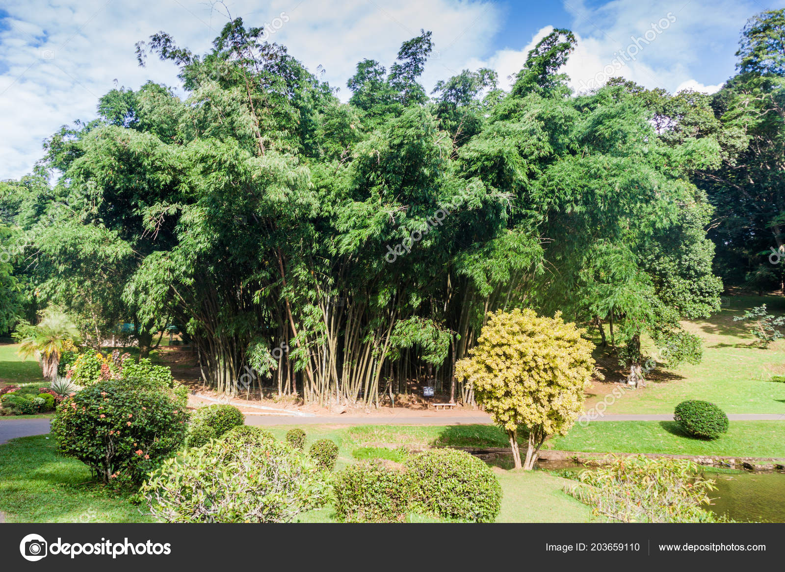 depositphotos stock photo bamboo area peradeniya royal botanical