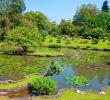 Jardin Botanique Kandy Génial 100 [ Botanical Garden Peradeniya ]