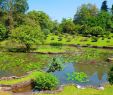 Jardin Botanique Kandy Génial 100 [ Botanical Garden Peradeniya ]