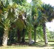 Jardin Botanique Kandy Génial Corypha Umbraculifera Junglekey Image