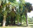 Jardin Botanique Kandy Génial Corypha Umbraculifera Junglekey Image