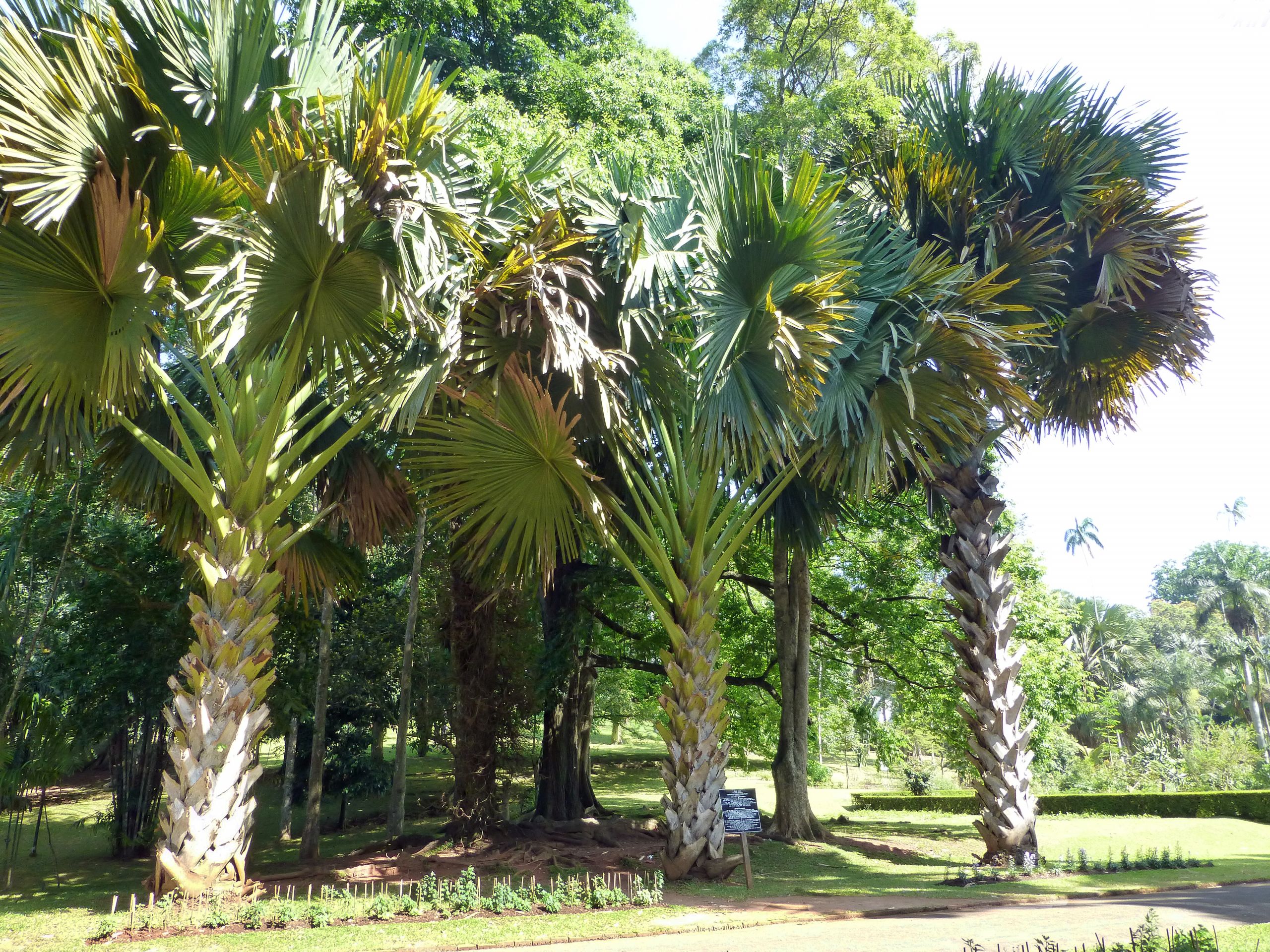 Corypha umbraculifera Jardin botanique de Kandy 4