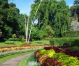 Jardin Botanique Kandy Génial Jardin Botanico Peradeniya