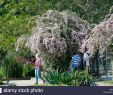 Jardin Botanique Kandy Génial School Botany Stock S & School Botany Stock