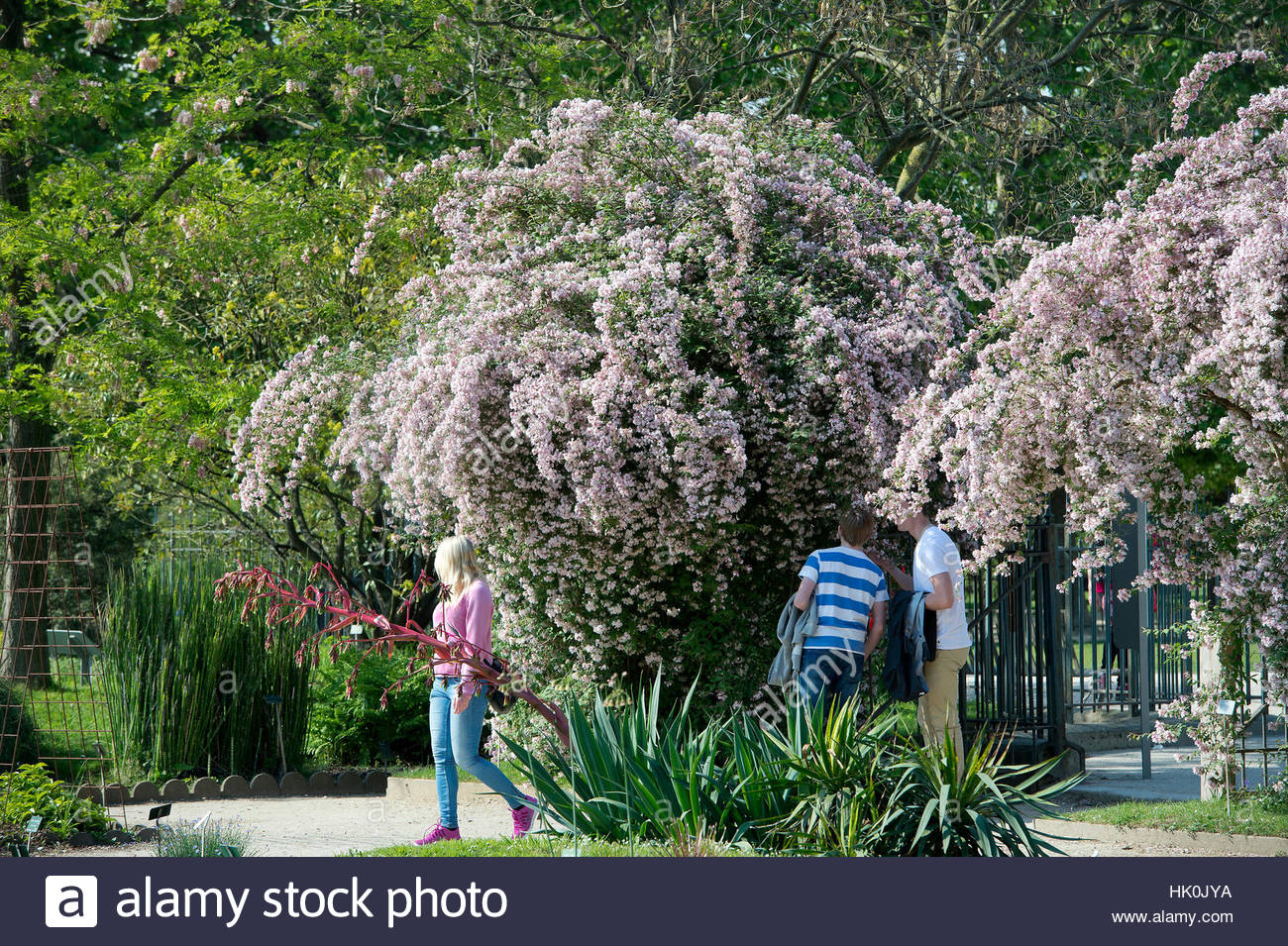 france paris 5th district jardin des plantes garden of the school HK0JYA