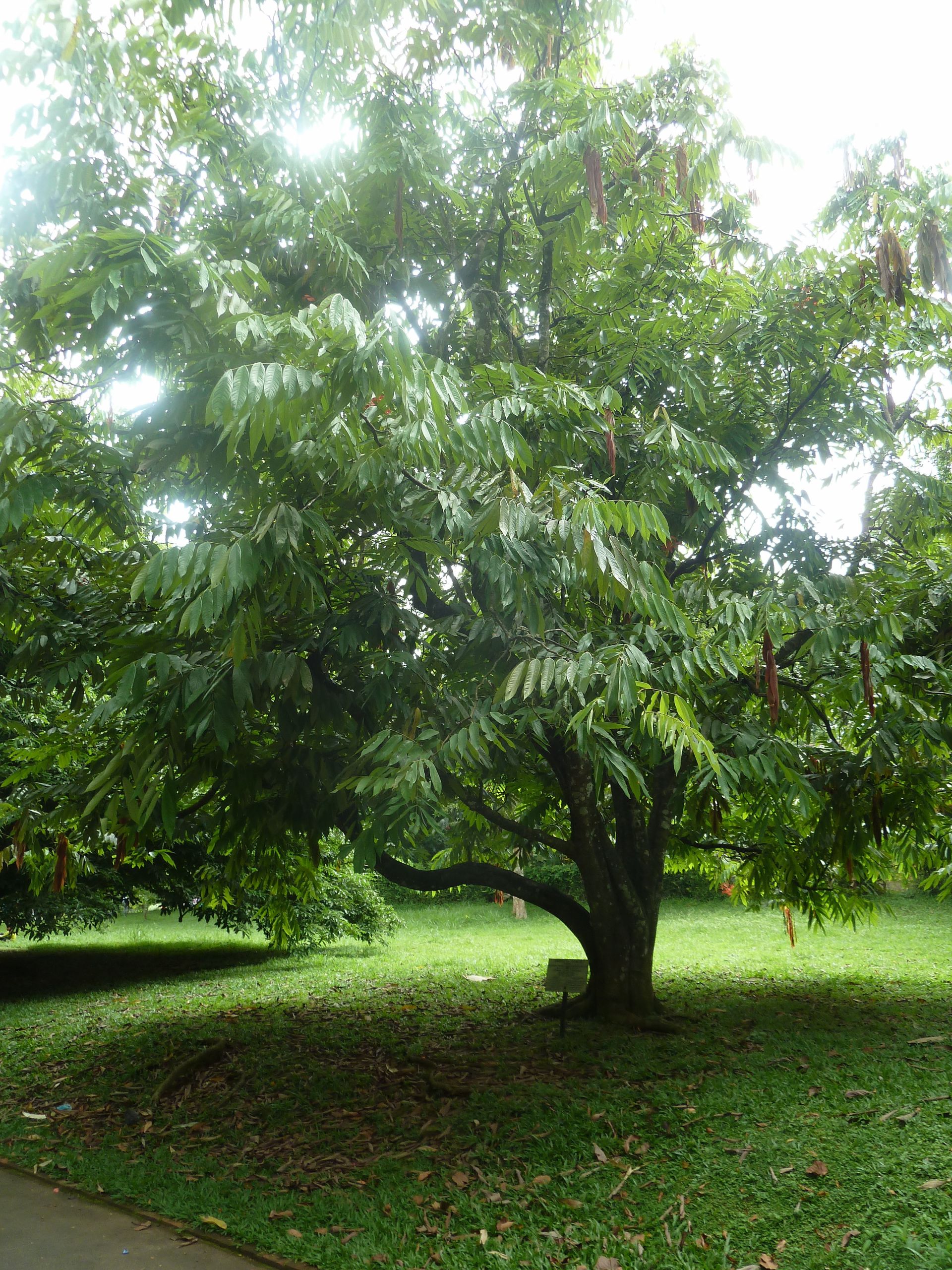 Jardin Botanique Kandy Inspirant Jardin Botanico Peradeniya