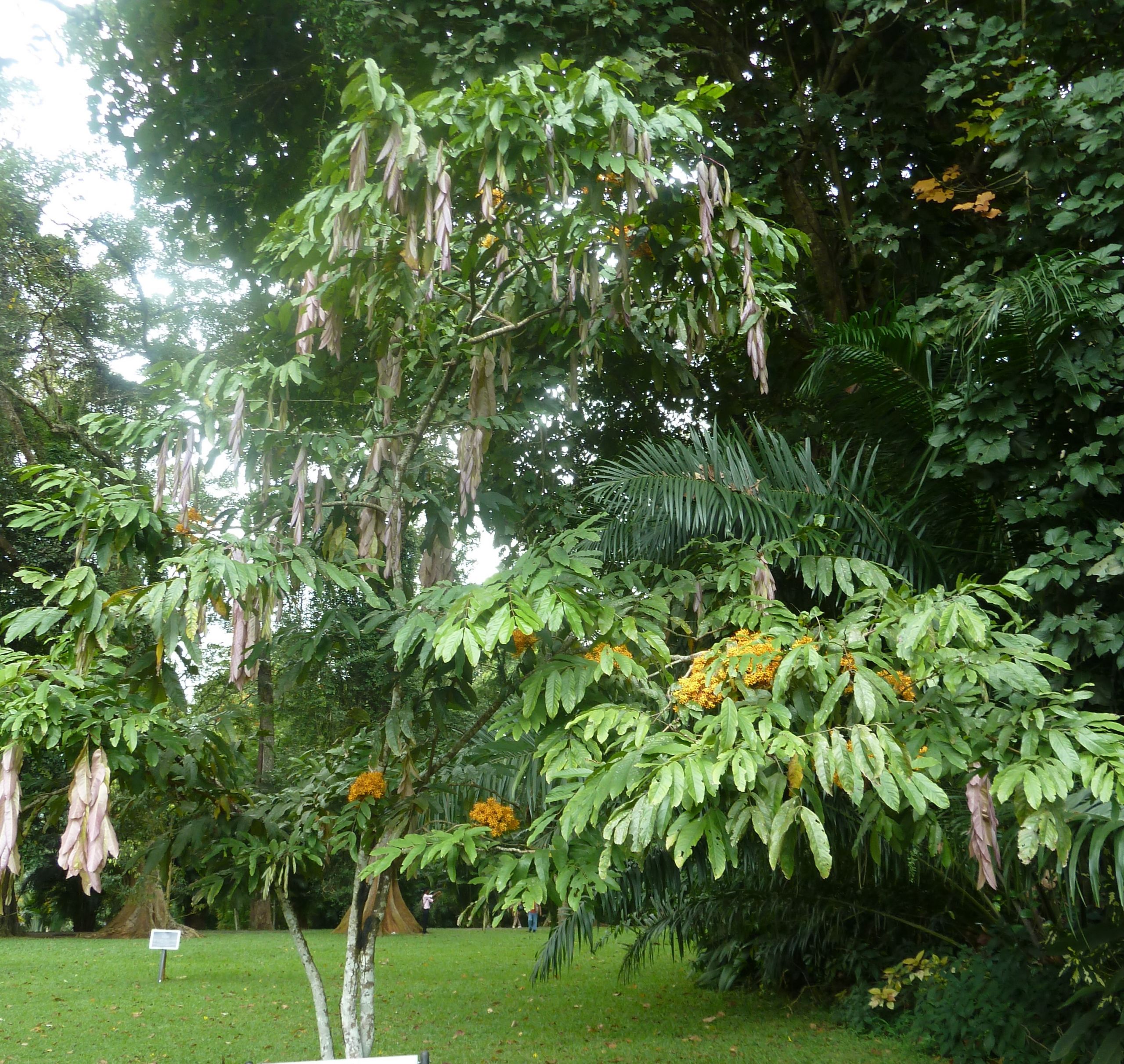 Yellow saraca Jardin botanique de Peradeniya Kandy JPG