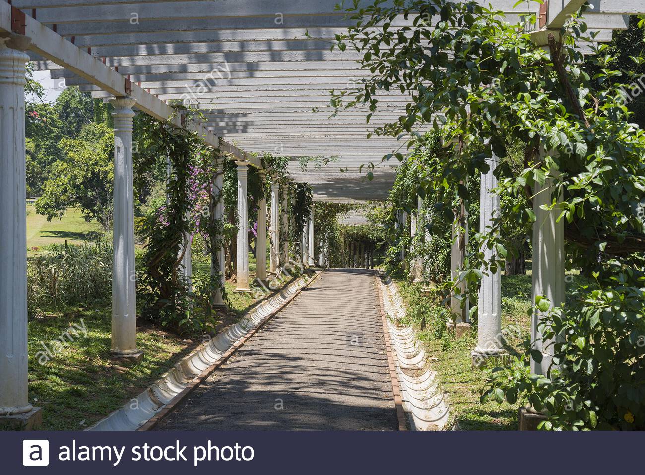 kandy peradeniya botanical gardens pergola wooden walkway with view into the distance 2B3RD23