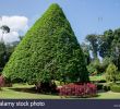 Jardin Botanique Kandy Luxe Flower Garden Peradeniya Kandy Stock S & Flower Garden