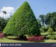 Jardin Botanique Kandy Luxe Flower Garden Peradeniya Kandy Stock S & Flower Garden