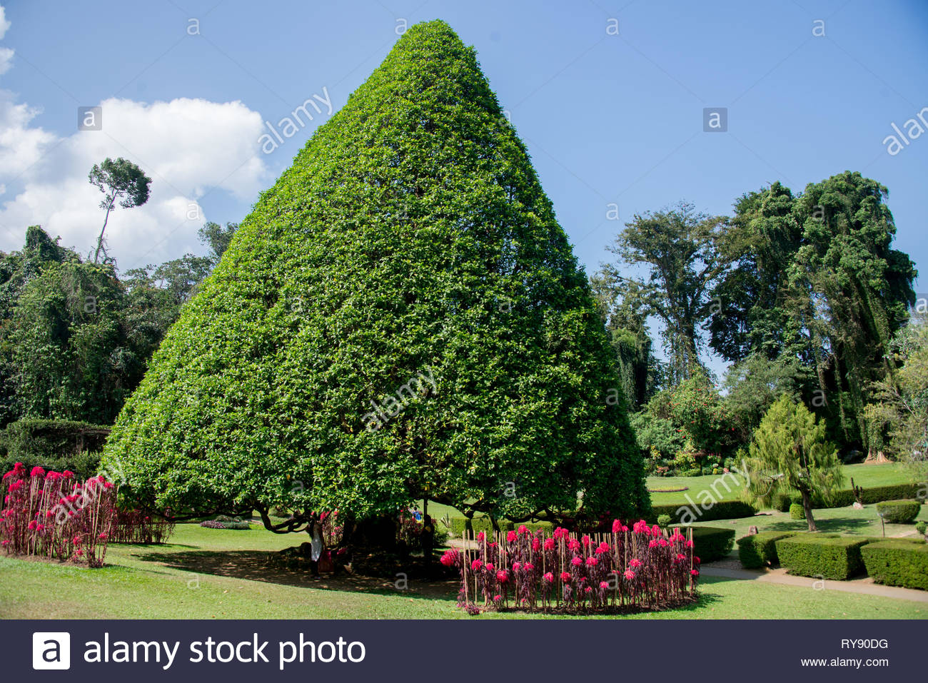 asia sri lanka kandy royal botanic garden peradeniya RY90DG