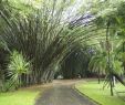 Jardin Botanique Kandy Luxe Jardin Botanico Peradeniya