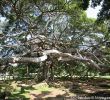 Jardin Botanique Kandy Luxe Jardin Botanico Peradeniya