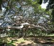 Jardin Botanique Kandy Luxe Jardin Botanico Peradeniya