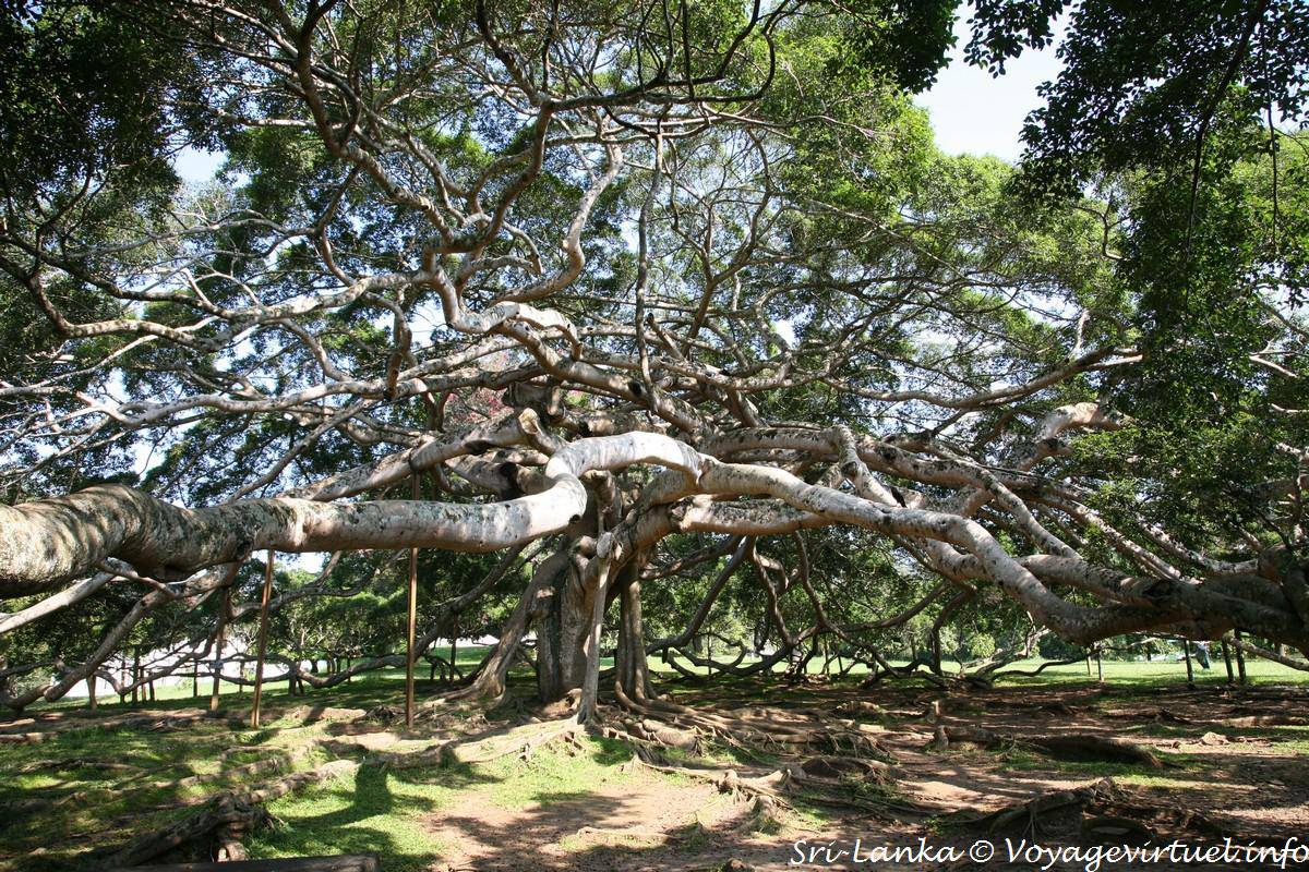 kandy parc botanique 18