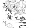 Jardin Botanique Kandy Luxe Revision Of thegenus Dunbaria Wight &arn Pdf Free Download