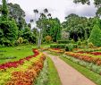 Jardin Botanique Kandy Nouveau Flower Garden Peradeniya Kandy Stock S & Flower Garden