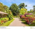 Jardin Botanique Kandy Unique Jardin Botanico Peradeniya