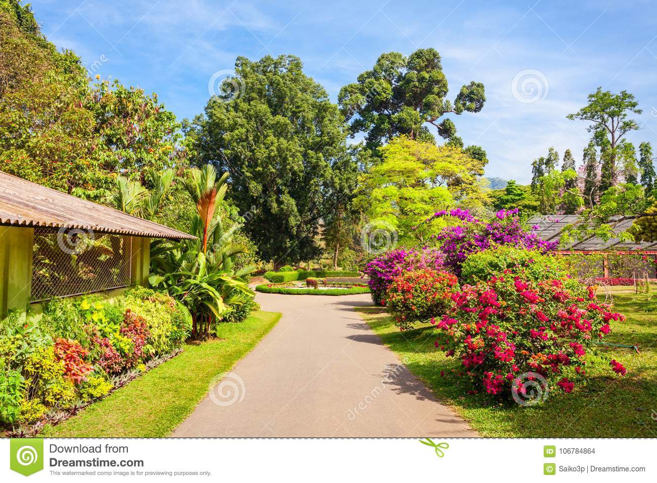 kandy sri lanka february peradeniya royal botanic gardens located near city largest botanical