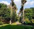 Jardin Botanique Kandy Unique Royal Botanical Gardens Peradeniya 2020 All You Need to