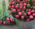Jardin Botanique Lisbonne Best Of épinglé Par Sue Battagliese Sur Tulips