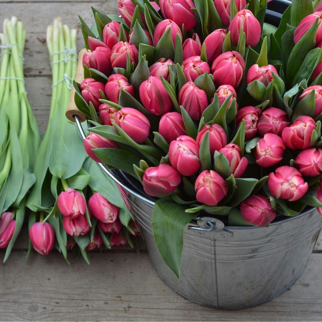 Jardin Botanique Lisbonne Best Of épinglé Par Sue Battagliese Sur Tulips