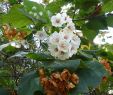 Jardin Botanique Lisbonne Charmant File Lisbon Botanical Garden 10 Dombeya Burgessiae Flowers