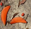 Jardin Botanique Lisbonne Charmant File Lisbon Botanical Garden 17 Erythrina Sp Flowers and