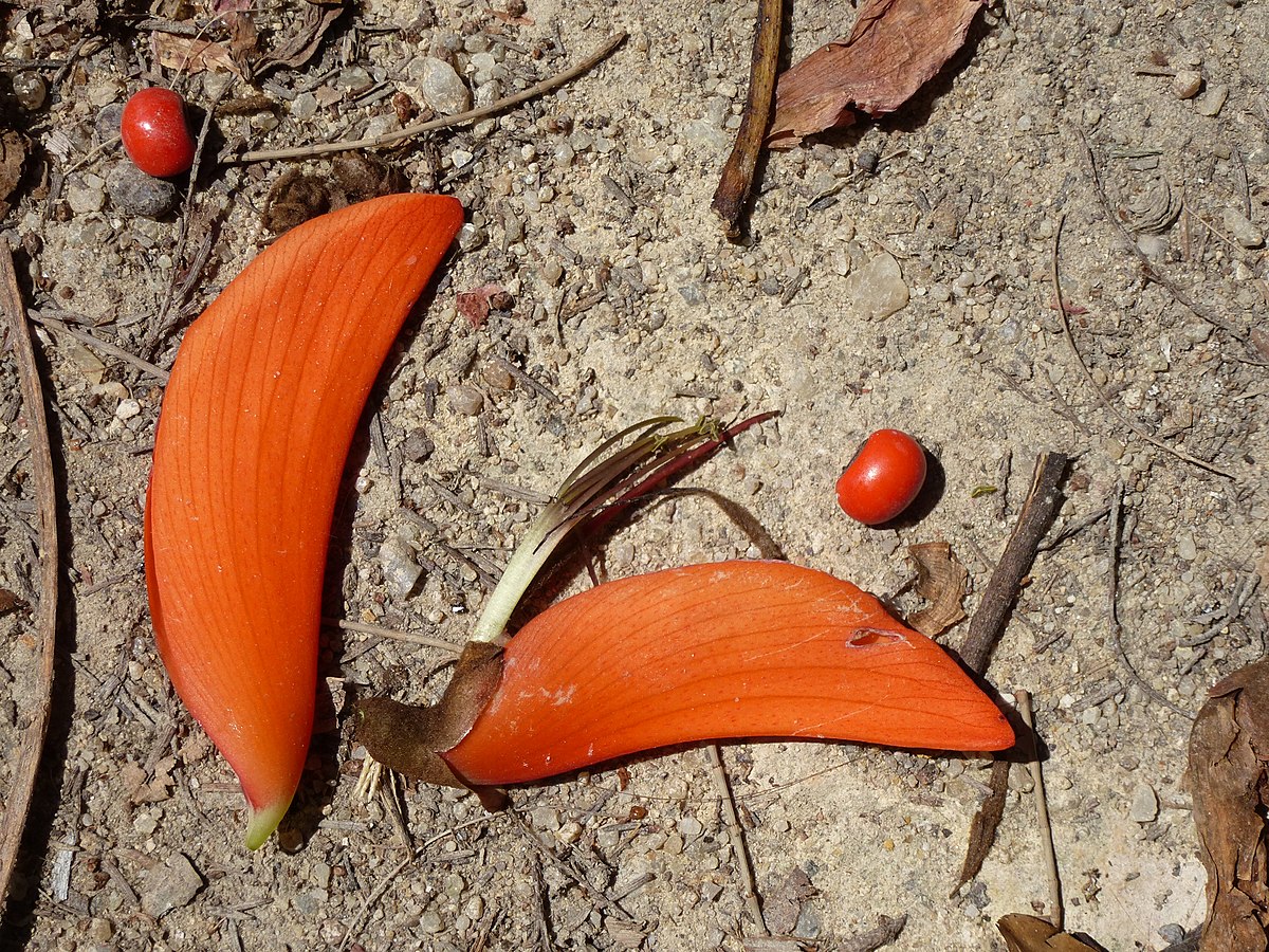 1200px Lisbon botanical garden 17 Erythrina sp flowers and seeds JPG