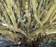 Jardin Botanique Lisbonne Génial File Lisbon Botanical Garden 01 Dracaena Draco Trunk Jpg