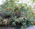 Jardin Botanique Lisbonne Génial File Lisbon Botanical Garden 08 Dombeya Burgessiae Jpg