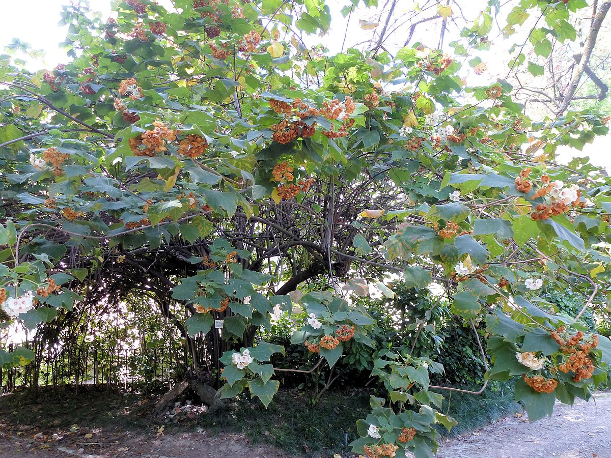 1200px Lisbon botanical garden 08 Dombeya burgessiae JPG