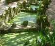 Jardin Botanique Lisbonne Génial File Lisbon Botanical Garden 28 Jpg Wikimedia Mons