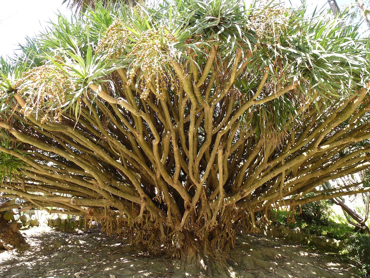 Jardin Botanique Lisbonne Inspirant File Lisbon Botanical Garden 04 Dracaena Draco Jpg