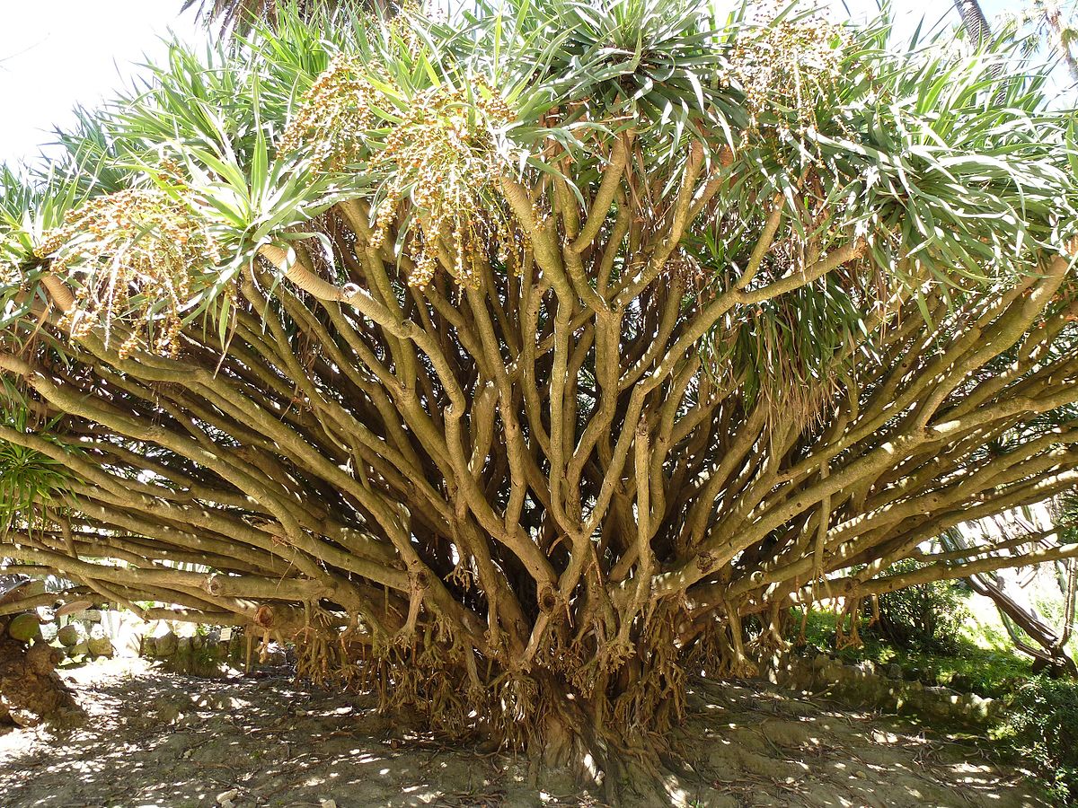 1200px Lisbon botanical garden 04 Dracaena draco JPG