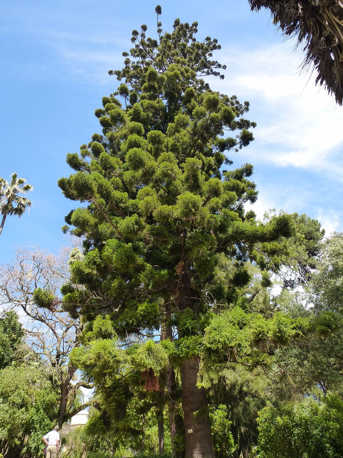 Jardin Botanique Lisbonne Inspirant File Lisbon Botanical Garden 23 Araucaria Cunninghamii Jpg