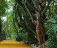 Jardin Botanique Lisbonne Inspirant Lisbon Tropical Botanical Garden