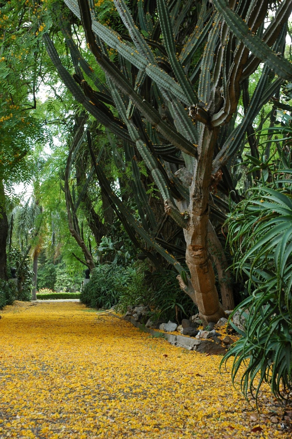 Jardin Botanique Lisbonne Inspirant Lisbon Tropical Botanical Garden