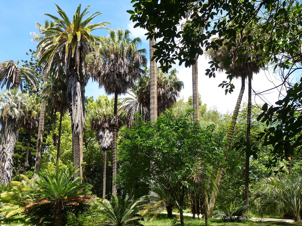 Jardin Botanique Lisbonne Luxe File Lisbon Botanical Garden 21 Jpg Wikimedia Mons
