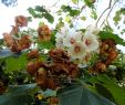 Jardin Botanique Lisbonne Nouveau File Lisbon Botanical Garden Dombeya Burgessiae Flowers Jpg