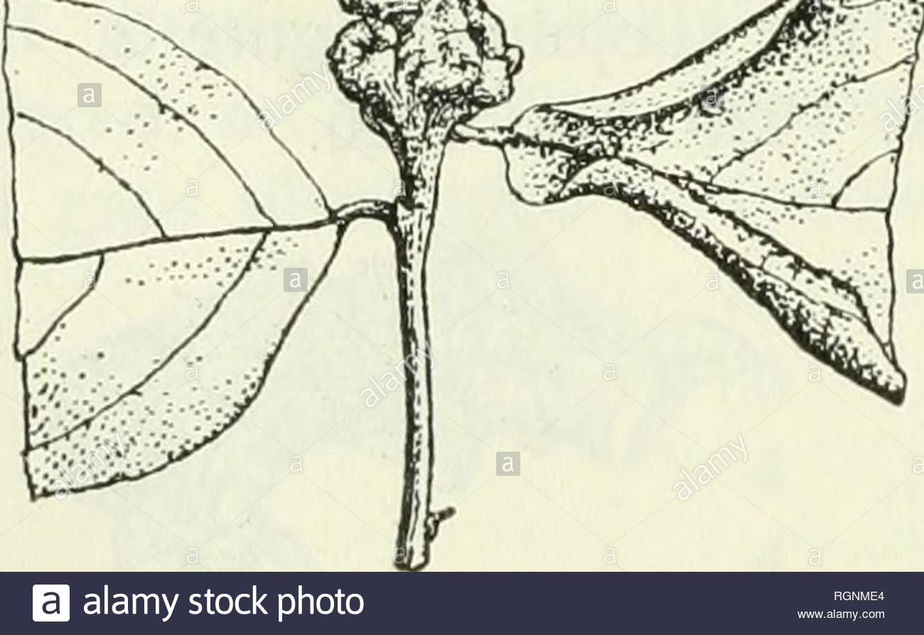 bulletin du jardin botanique de buitenzorg plants indonesia plants fig 4 an itonid gall on bischofia javanica bl nat size no 5 breynia fruticosa hook f a bud gall caused by a gallmidge at the end of the twigs irregular roundish swellings devel gtsa gtr r op size about 6 mm the surface is of a reddish brown colour inside there are a few small larval chambers i found only one spcimen see figure 5 hongkong in a thinly wooded locality 8 nov 1920 no 4932 no 6 breynia fruticosa hook f a stem gall caused by a moth an almost similar gall is very mon i RGNME4