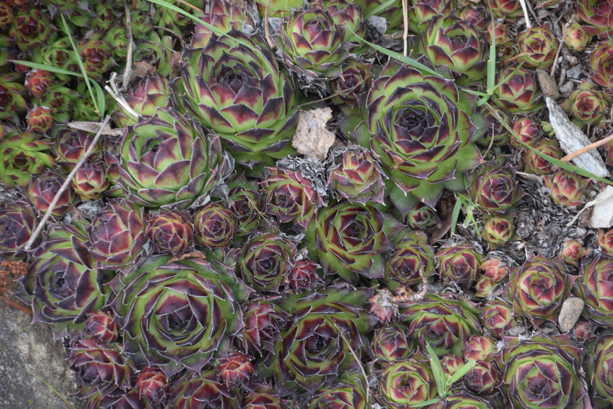 Jardin Botanique Luxe File Sempervivum Tectorum In Jardin Botanique De L Aubrac 02