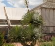 Jardin Botanique Luxe File Yucca Gloriosa Yucca 80 Wikimedia Mons