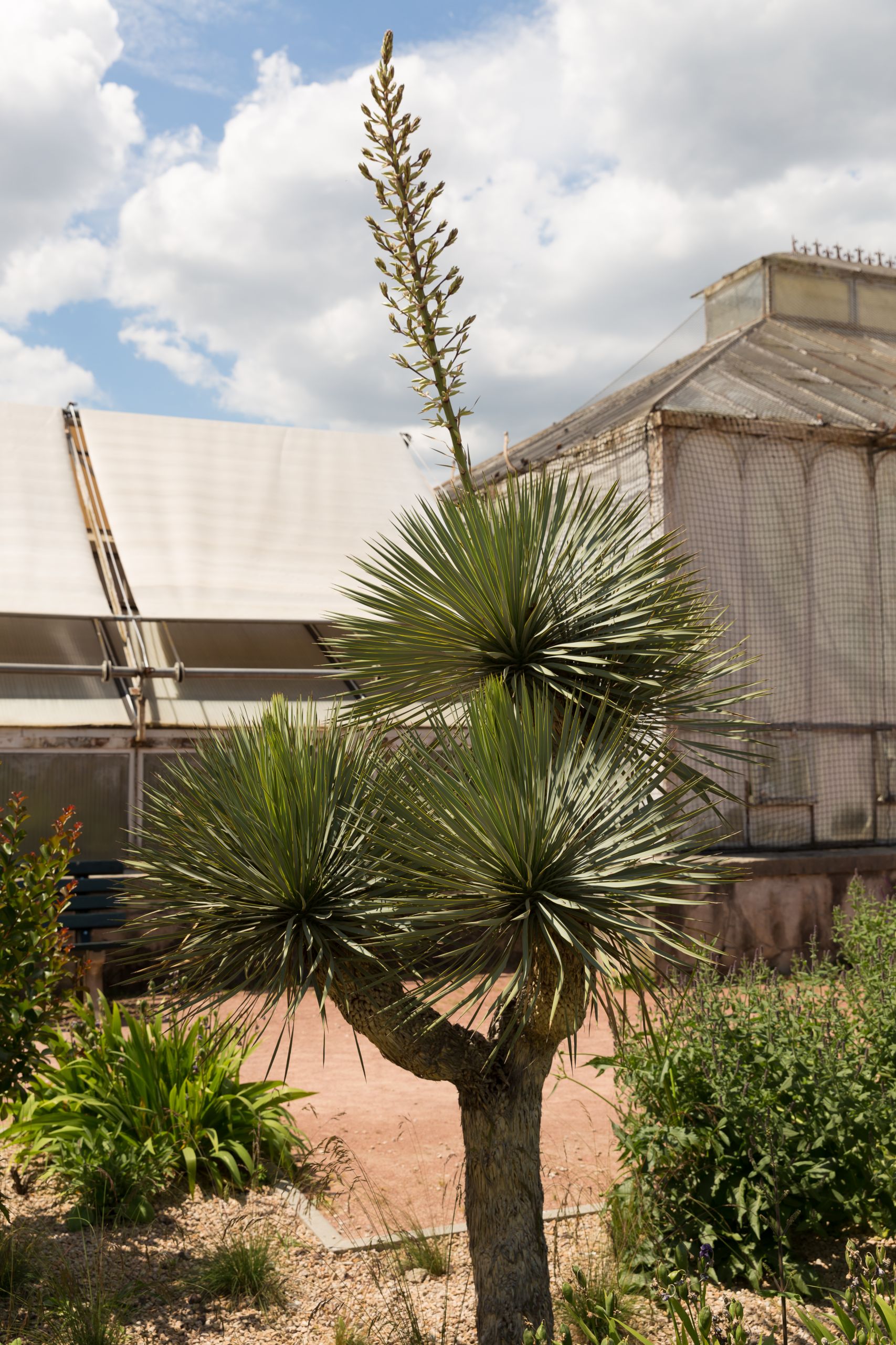 Jardin Botanique Luxe File Yucca Gloriosa Yucca 80 Wikimedia Mons