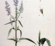 Jardin Botanique Luxe Garden Speedwell Media Encyclopedia Of Life